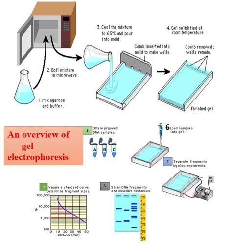 e gel electrophoresis|Gel electrophoresis (article) .